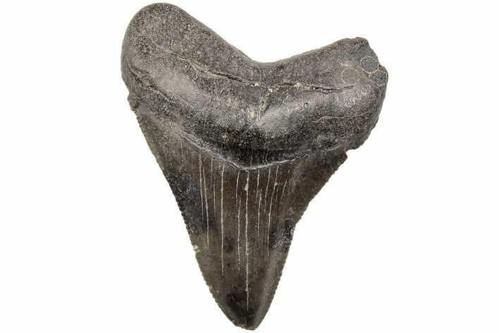Serrated, Juvenile Megalodon Tooth - South Carolina #203172